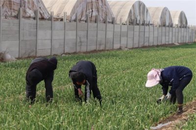 大蒜不出蒜苔的原因，可能是品种原因或缺乏养分所致