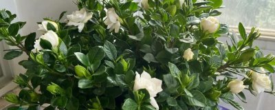 让栀子花爆盆的方法,花期要增施磷钾肥