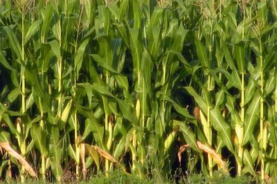 玉甜糯6号玉米种子特点，中抗南方锈病