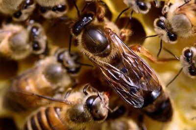 蜂王为什么会逃跑,可能是蜜蜂群体过大或遭受天敌侵袭等