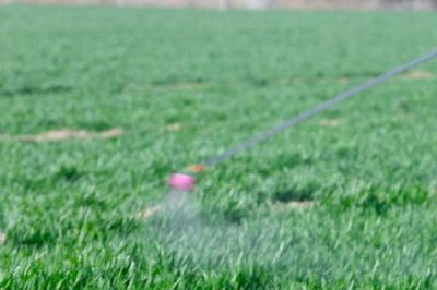 小麦苗期叶片发黄干枯的原因,可能是温度不适或土壤干旱所致