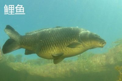 4号主线配3号子线能钓多大的鱼，6-8斤的鱼不在话下