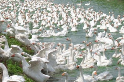 农村养1000只鹅的成本,利润可观