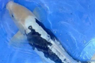 黑锦鲤相关介绍，也叫乌鲤，特点为全身漆黑