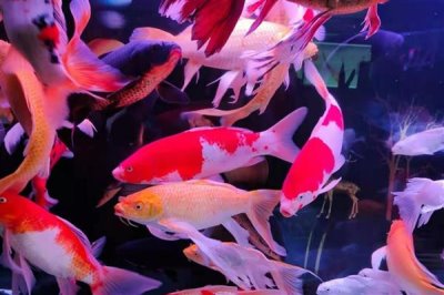 4cm的锦鲤一个月能长多大,可以长大2-6厘米