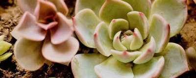 吉娃娃的栽培技术,夏季要注意遮阴