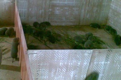 怎么养殖竹鼠，幼鼠每天要投喂2次