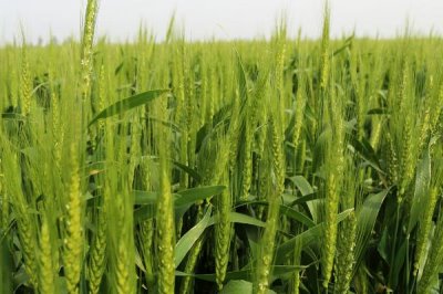 存麦16号小麦种植要点，在10月上中旬进行播种