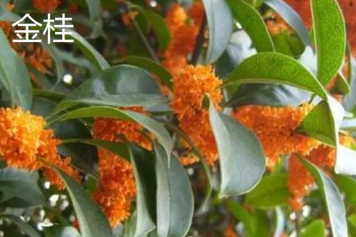 金桂和丹桂有什么区别,花色、叶片形态和花香均不同