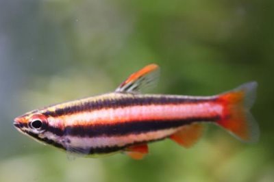 小型红铅笔鱼好不好养，饲养难度不高