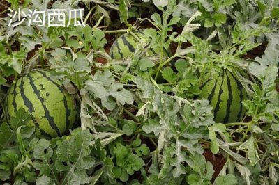 安徽省宣城市的特产,宣城茶叶深受消费者喜爱