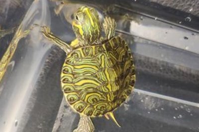 巴西黄耳龟怎么养，水温保持在20-30℃之间为佳