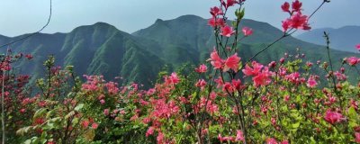 杜鹃花的寓意，有鸿运高照之意