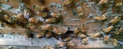 盗蜂的处理方法,需及时处理