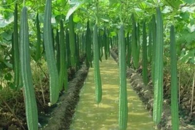 丝瓜怎么种植才能高产，畦面上可搭建半圆形棚架、促使丝瓜立体生长