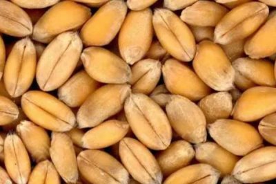 小麦种子的形状,可分为圆形、卵圆形、椭圆形三种