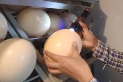 鸵鸟蛋的孵化时长,通常是40-42天