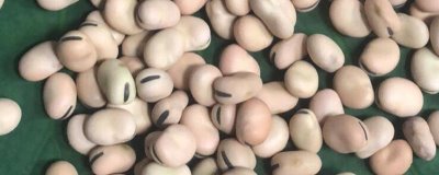 蚕豆种子的发芽过程,最先长出来的是胚根