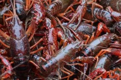 养10亩龙虾能赚多少钱,大约可赚10万元左右