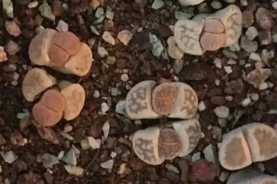 夏季如何养护生石花，适当遮阴能避免植株被晒伤