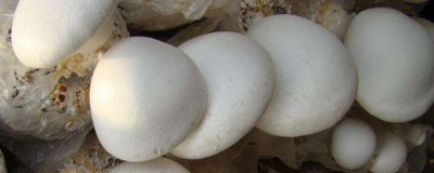 河北平山县的特产,有平山白灵菇、平山姬菇等