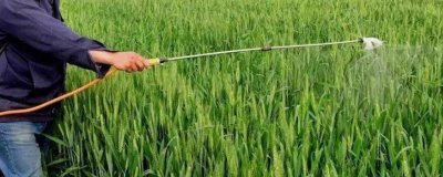 打什么药物可以让小麦高产，芸苔素内脂、磷酸二氢钾皆为适宜选择