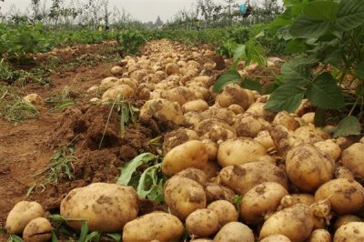 新疆伊宁市的农特土产品,有马铃薯、薰衣草精油等