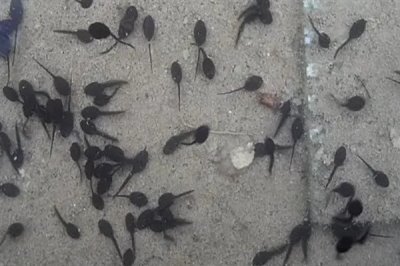 蝌蚪变成青蛙需要多久,经过80-150天左右便可完成蜕变