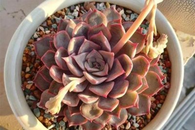 马库斯多肉的养殖方法,每个月浇水3-4次