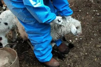 羊春季打什么疫苗,时间在每年2月下旬-3月上旬