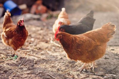 冬季养鸡的注意事项，要给它们做保暖措施