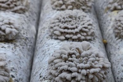 白参菌的种植方法，秋季和春季都比较适合栽培