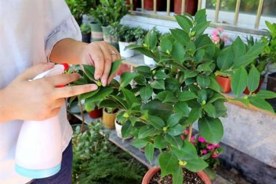 四季香妃茶花的开花次数，一年只开一次花