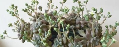 姬秋丽的种植方法,充足的光照会让叶片色彩更好看