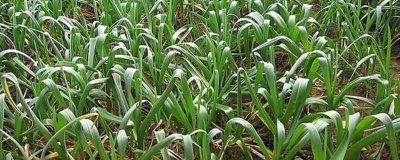 大蒜扎辫原因和预防方法，遇到低温容易因二次生长而扎辫