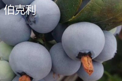奥尼尔蓝莓的外观特点,颜色暗蓝、果粉较少、肉质较硬
