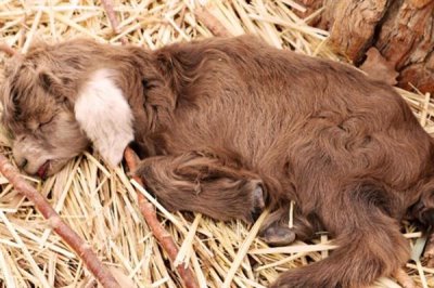 小羊不吃奶怎么处理，可以把奶挤出来再用注射剂灌喂