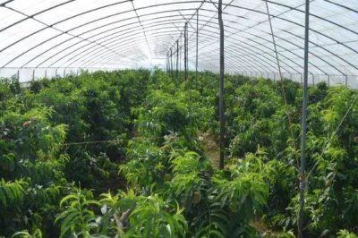 大棚油桃的管理要点，可以选择在桃林中建棚
