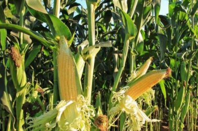 东单1607玉米品种介绍，株型半紧凑、春播生育期为127天