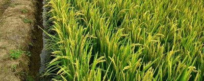软华优815水稻种简介,每亩秧田播种量10千克