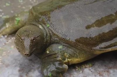 怎么钓甲鱼,对鱼竿要求不高