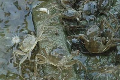 河蟹的价格,一斤需要10-35元左右