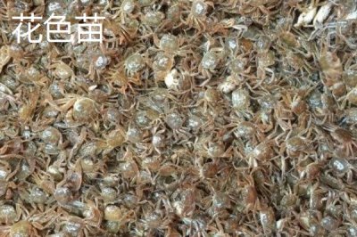 大闸蟹劣质蟹苗有哪些,药害苗、蜕壳苗和花色苗都属于