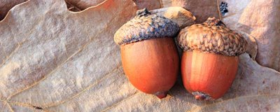 橡子的产地,在亚洲、欧洲、非洲、美洲均有分布