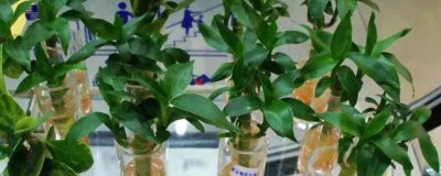 水培富贵竹多久换一次水,可根据季节而定