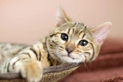 猫咪冬季如何过冬,室内温度不用调的太高