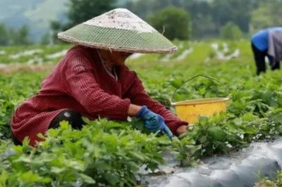 8月份能不能对菊花打顶，只能在当月上旬进行