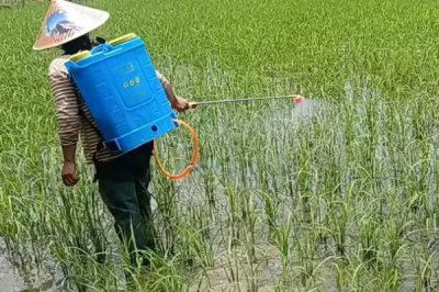 水稻进入齐穗期什么时候打药好，一般在上午10点之前以及下午3点之后喷施