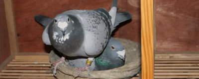 鸽子怎么分公母,常用这4种方法