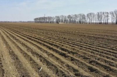 油麦菜的种植时间,一年四季可大棚种植